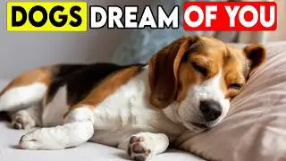 I Asked a Harvard Expert What Dogs Dream About... I&rsquo;m Speechless