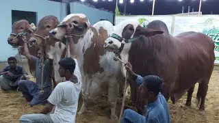 Panda Bull of Afridi Cattle Farm 2019 Collection | Big Heavy Bulls Afridi Cattle Farm Grand Opening