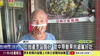 1111104白柚產季品質好 甜中帶酸果肉細膩好吃