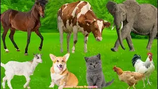 Adorable Farm & Pet Animals: Duck, Elephant, Horse, Cow, Dog, Sheep, Cat & Chicken &ndash; Pet Sounds