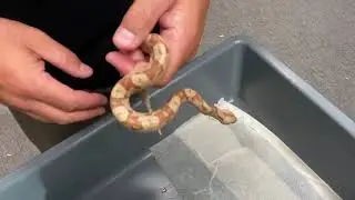 Identifying new boa litter of VPI IMG Sunglow Jungle combos