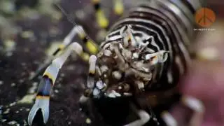 Bumble Bee Shrimp  Gnathophyllum americanum