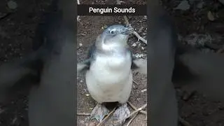 Penguin Sounds 🐧 ( Loud Penguin )