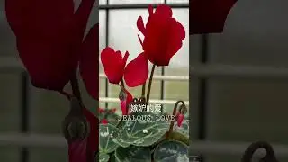 红色仙客来花语/Red Cyclamen Floriography