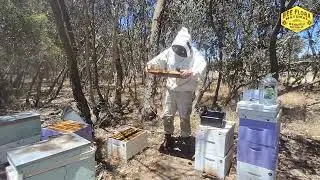 VARROA MITE CHECK MASTER BEEKEEPING COURSE 17 12 2025