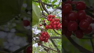 দেখতে সুন্দর, কিন্তু খাওয়া যাবে না Tinospora cordifolia #shorts #reels #nature #plants #facts