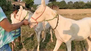 Aaj laye 2 ghode ke bacche|| white horse || baby horse 