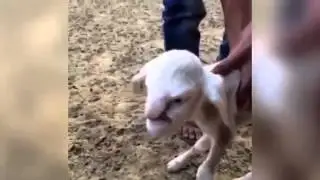 Lamb Born With A 'Human Face Due To Facial Deformity Goes Viral