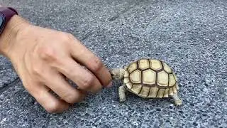 Tortoise Lovers EP.67 ( feeding food to small tortoises )