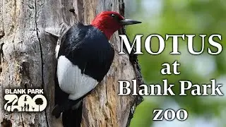 MOTUS at Blank Park Zoo