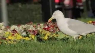 The Urban Gull - Gulls Feeding In Southampton