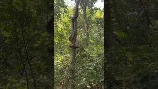 #ajgar #python #indianpython #snakeontree #bigsnakeintheworld