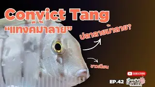 EP.42 แทงค์ม้าลาย | Convict Tangปลาสายว่ายสุดขยัน ลายชัด เท่ เรียบ แต่ดูดีทุกมุมตู้ 🌊🐠