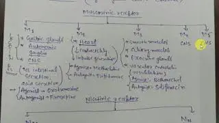 PHARMACOLOGY || B PHARMA || 2ND YEAR || UNIT 3, 2 c || cholinergic receptors  || LECTURE 7