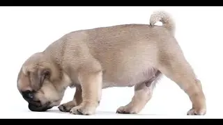 Toby: The Pug of Sherlock Holmes