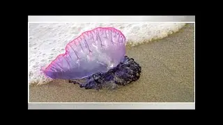 Badeverbot in Spanien wegen Killerquallen